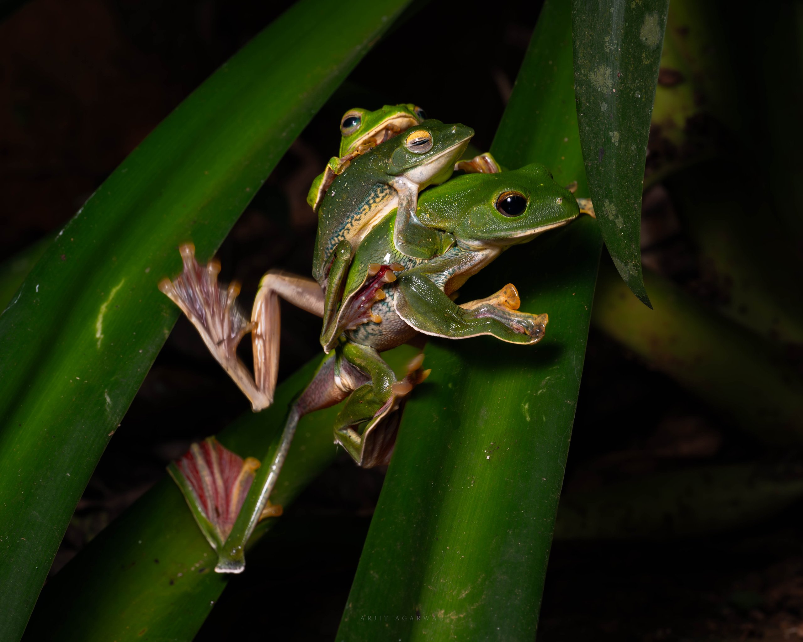 Malabar gliding frogs in amplexus on a leaf blade, Western Ghats