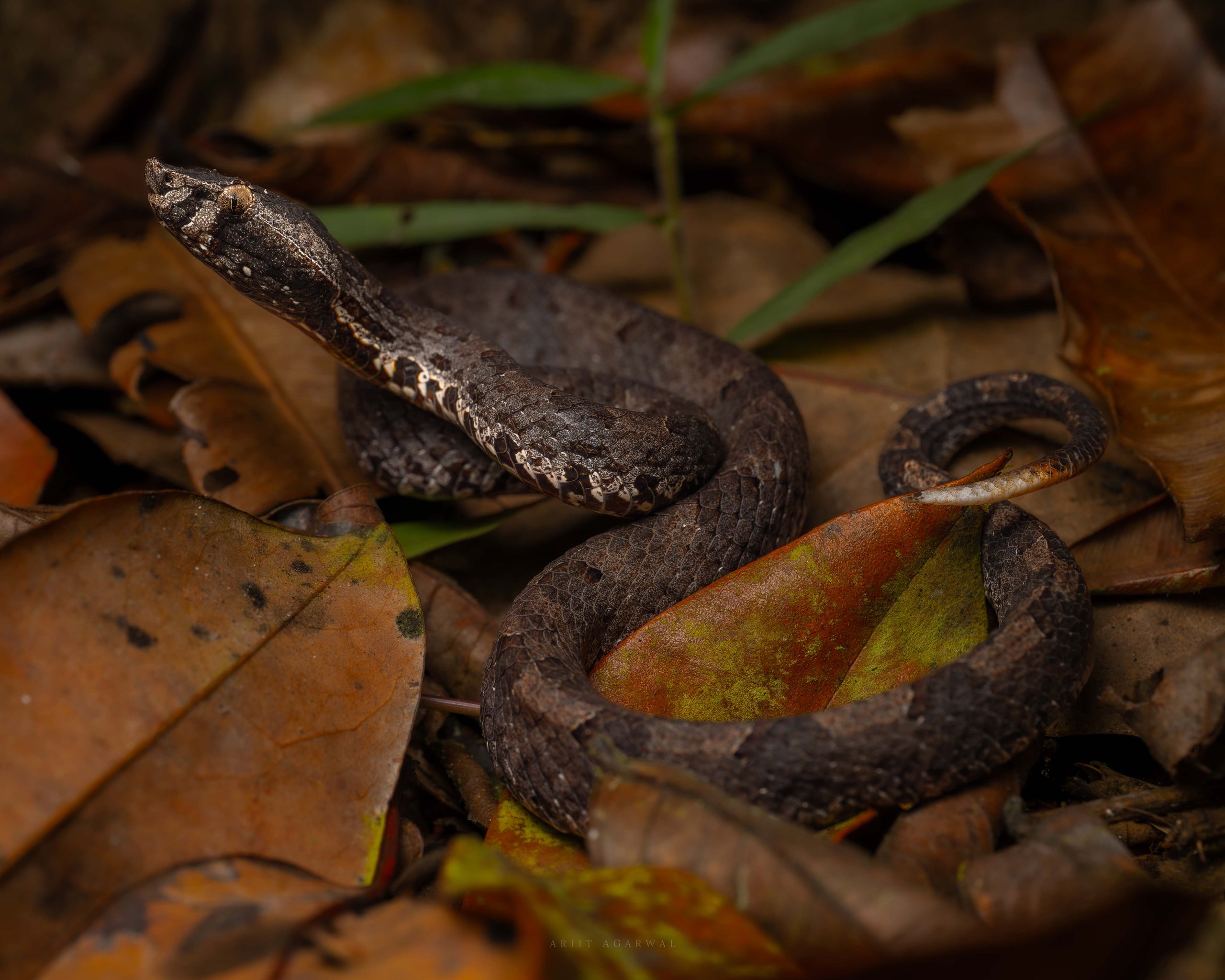 Hump-nosed pit viper coiled in amber leaf litter, Western Ghats
