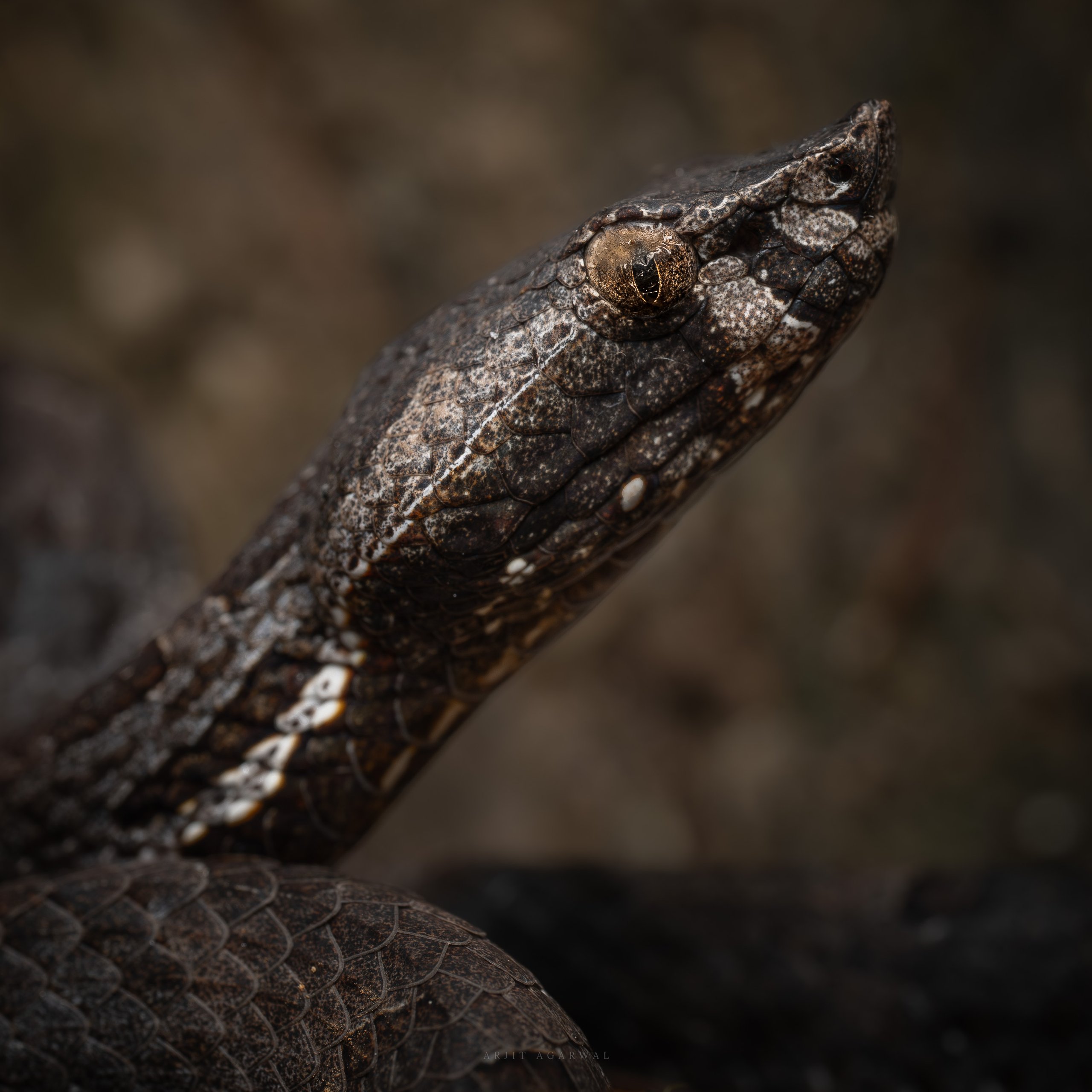 Hump-nosed pit viper head close-up, upturned snout and gold eye, Western Ghats