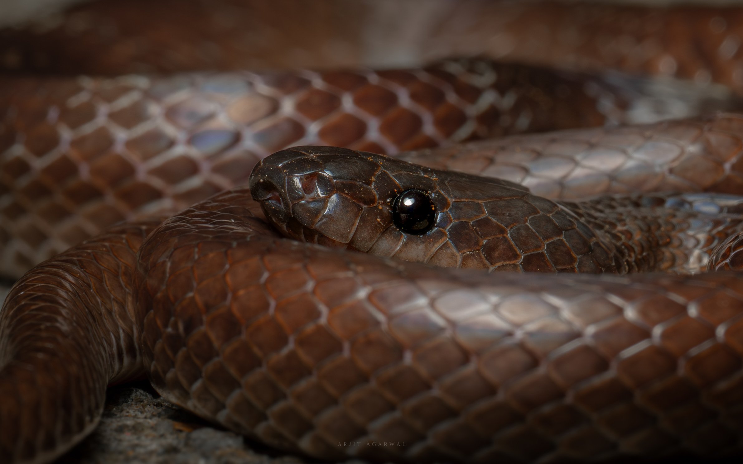 Copper-brown snake coiled, iridescent scales, close-up, Western Ghats