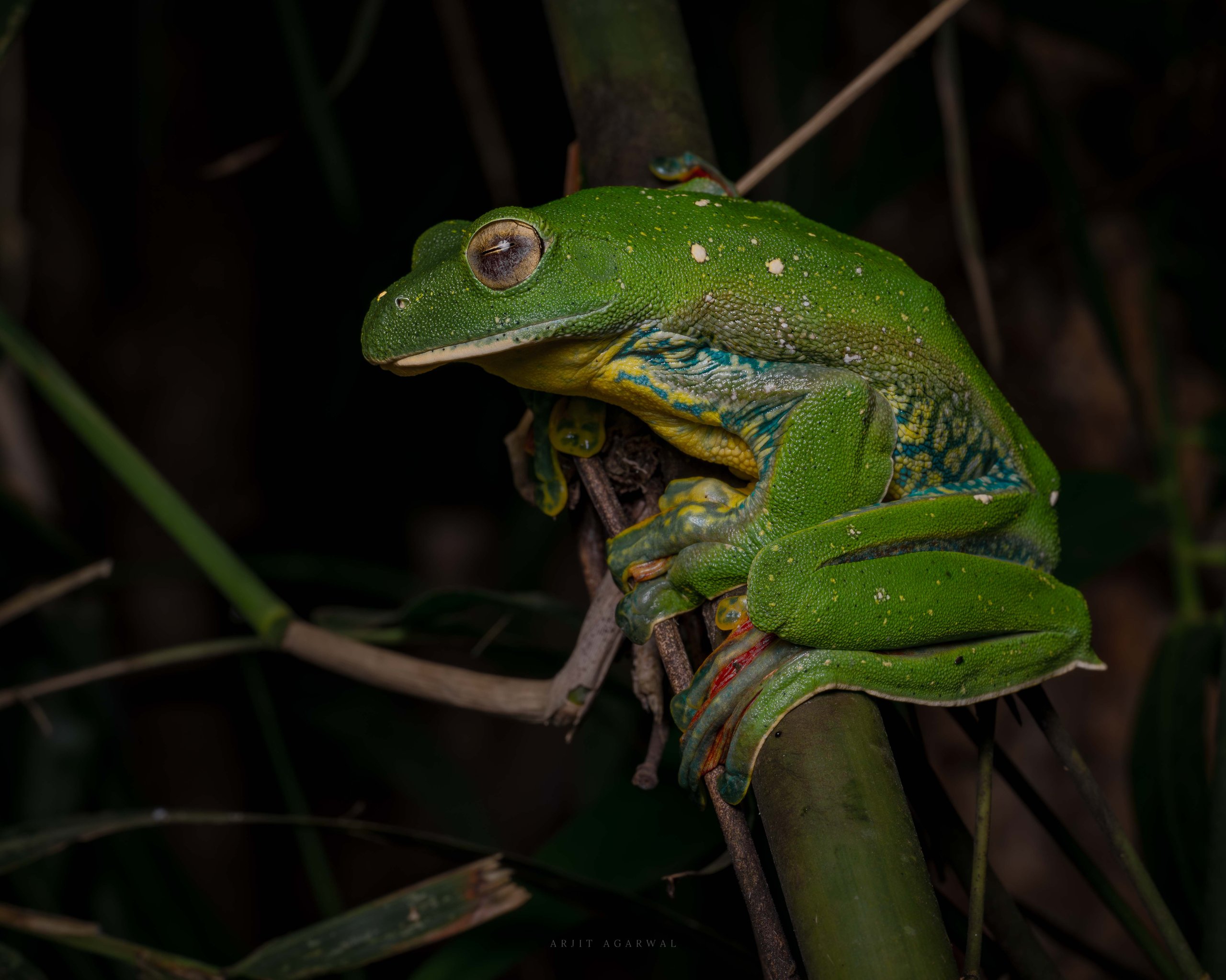 Malabar gliding frog perched on bamboo, Western Ghats