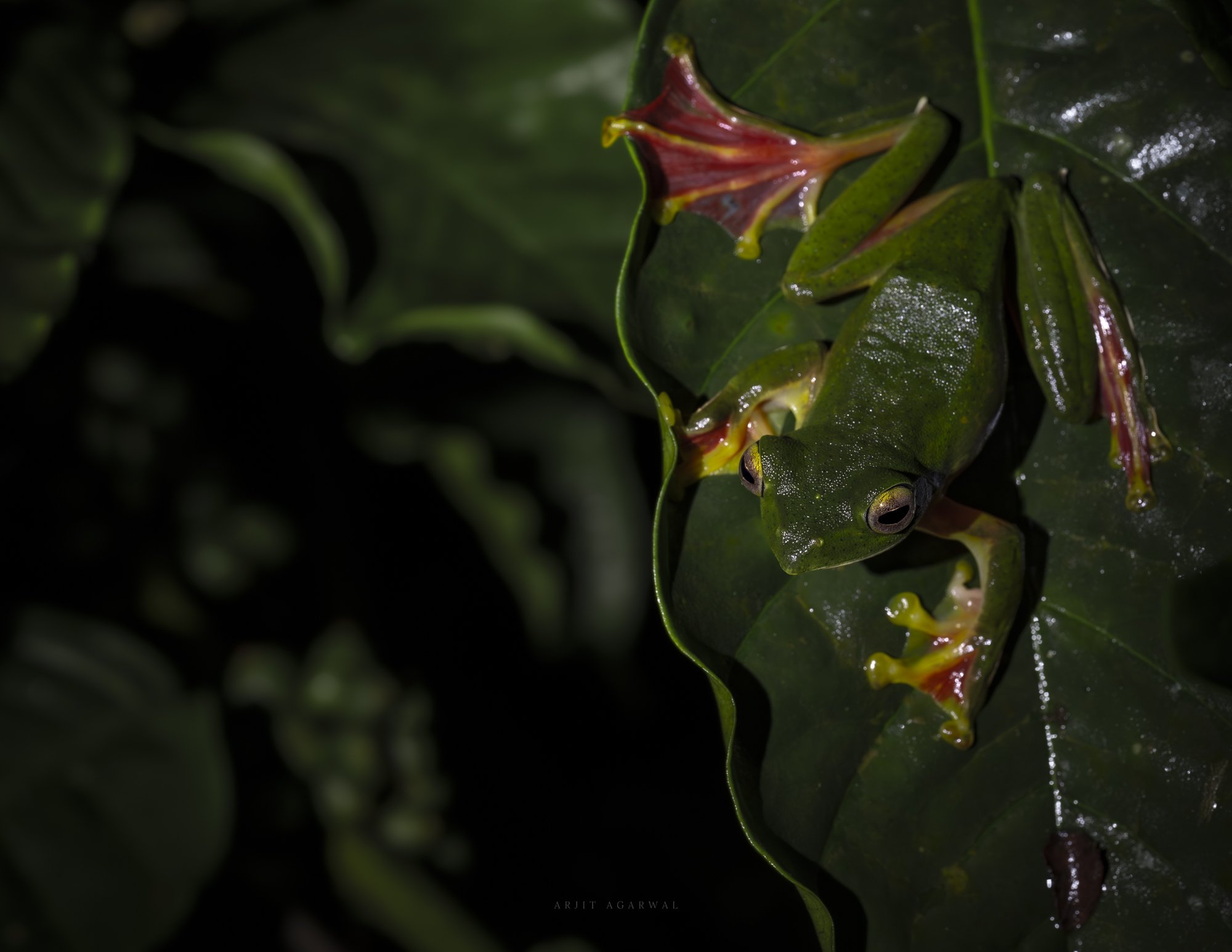 Malabar gliding frog clinging to wet leaf, crimson webbed feet, Western Ghats