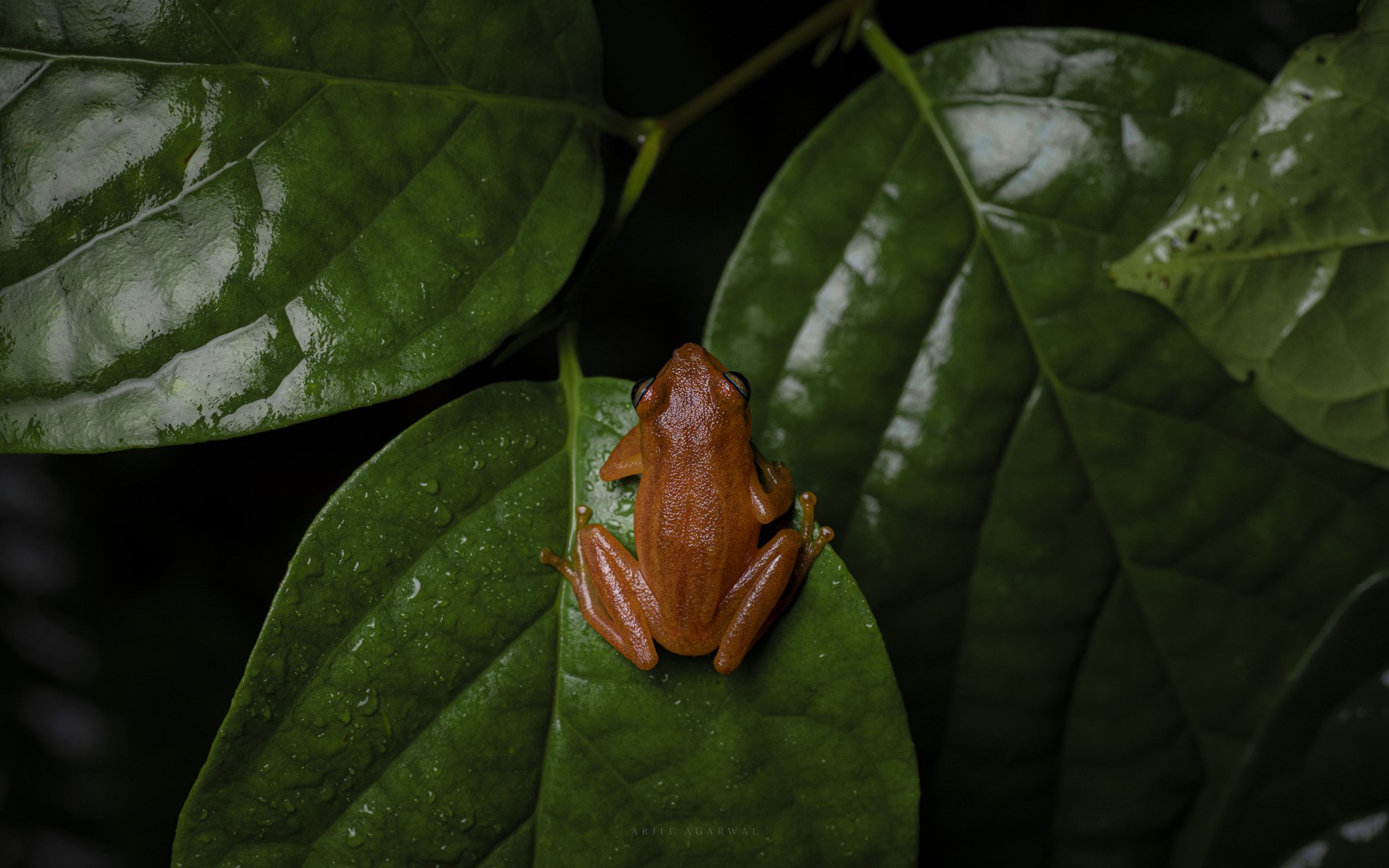 Orange bush frog seen from above on a wet green leaf, Western Ghats