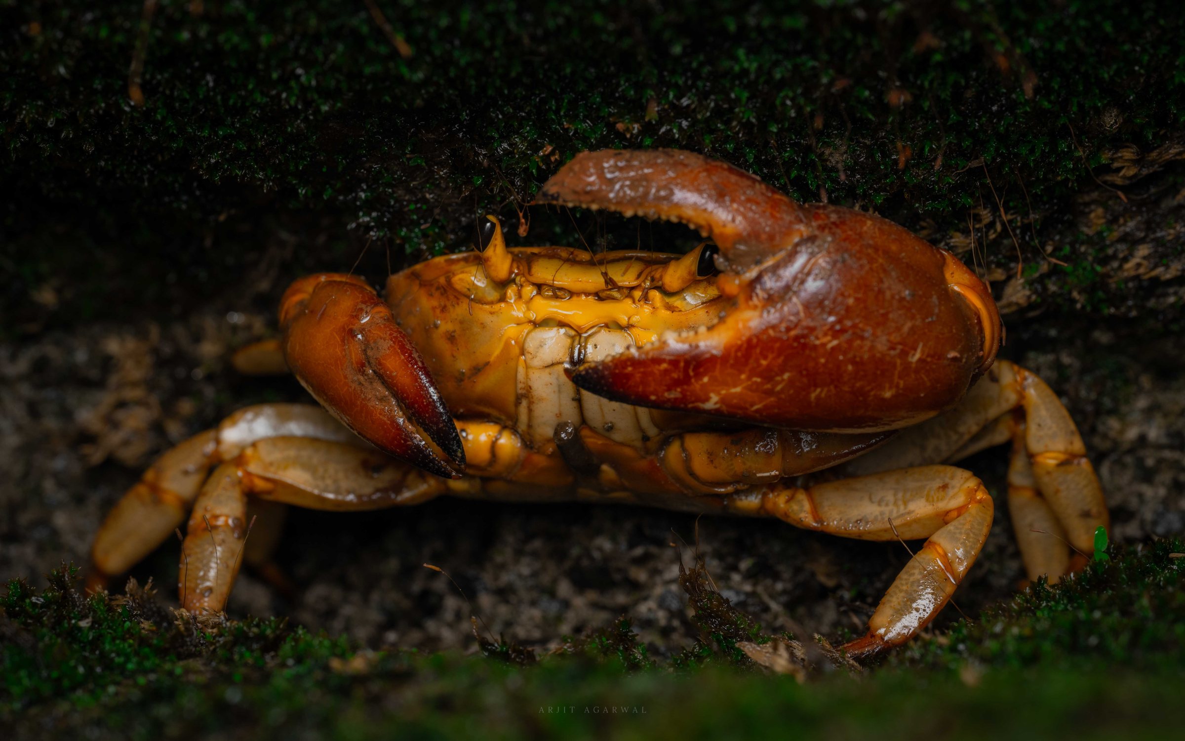 Western Ghats freshwater crab, rust-orange claws and yellow shell, on wet mossy rock