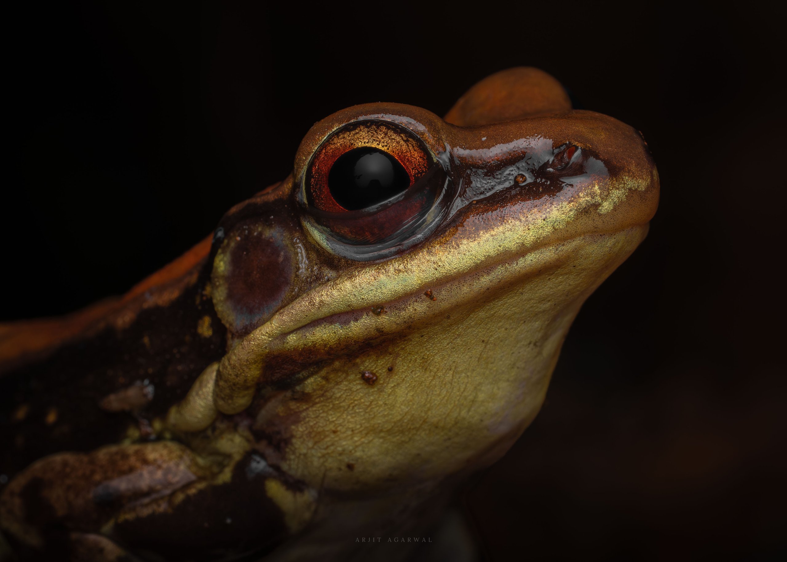 Golden-backed frog portrait with a coppery-red eye, Western Ghats