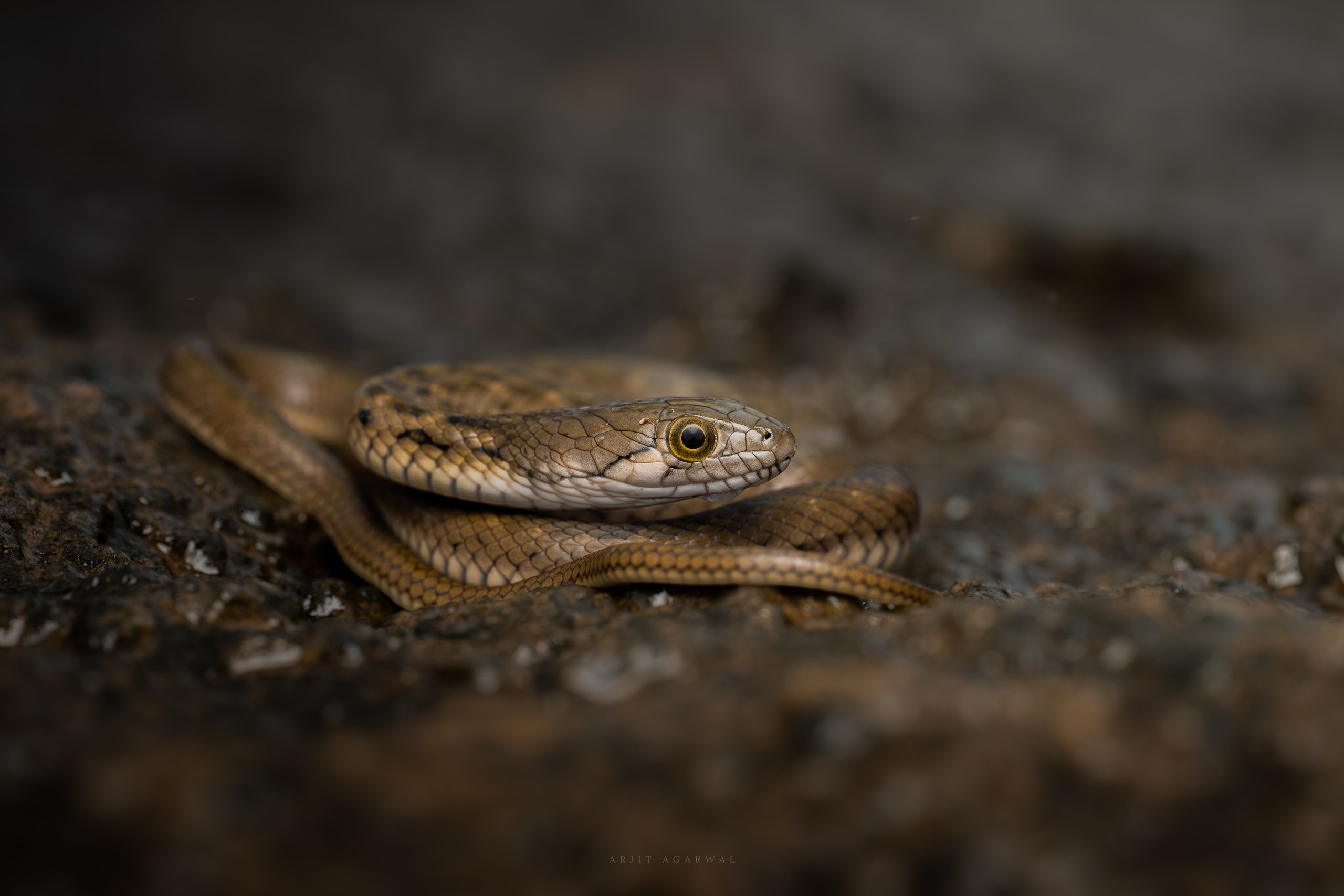 Keelback snake coiled on wet dark rock, warm earthy tones, Western Ghats