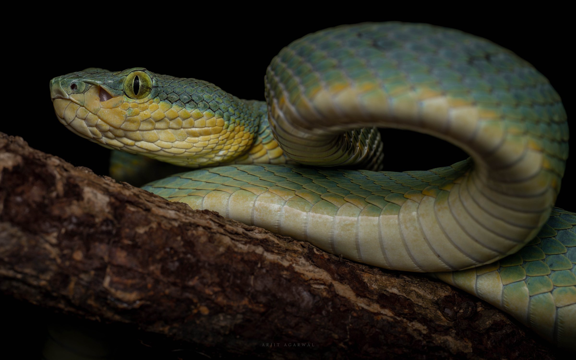 Malabar pit viper, green-yellow morph, head in profile with mouth parted, Western Ghats