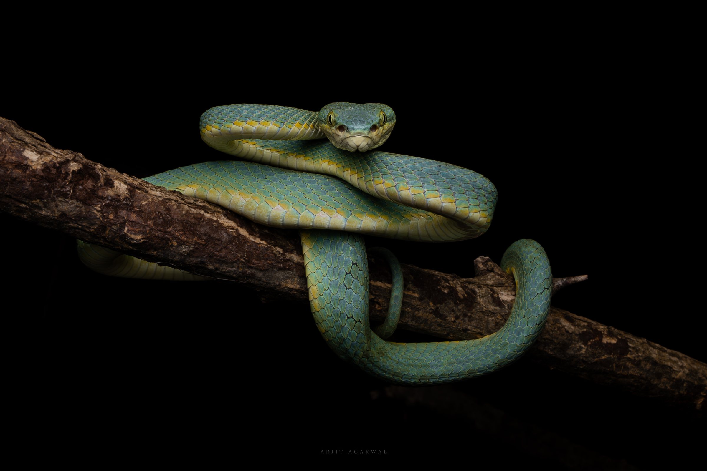 Malabar pit viper, blue-green morph, coiled on a branch facing the camera, Western Ghats