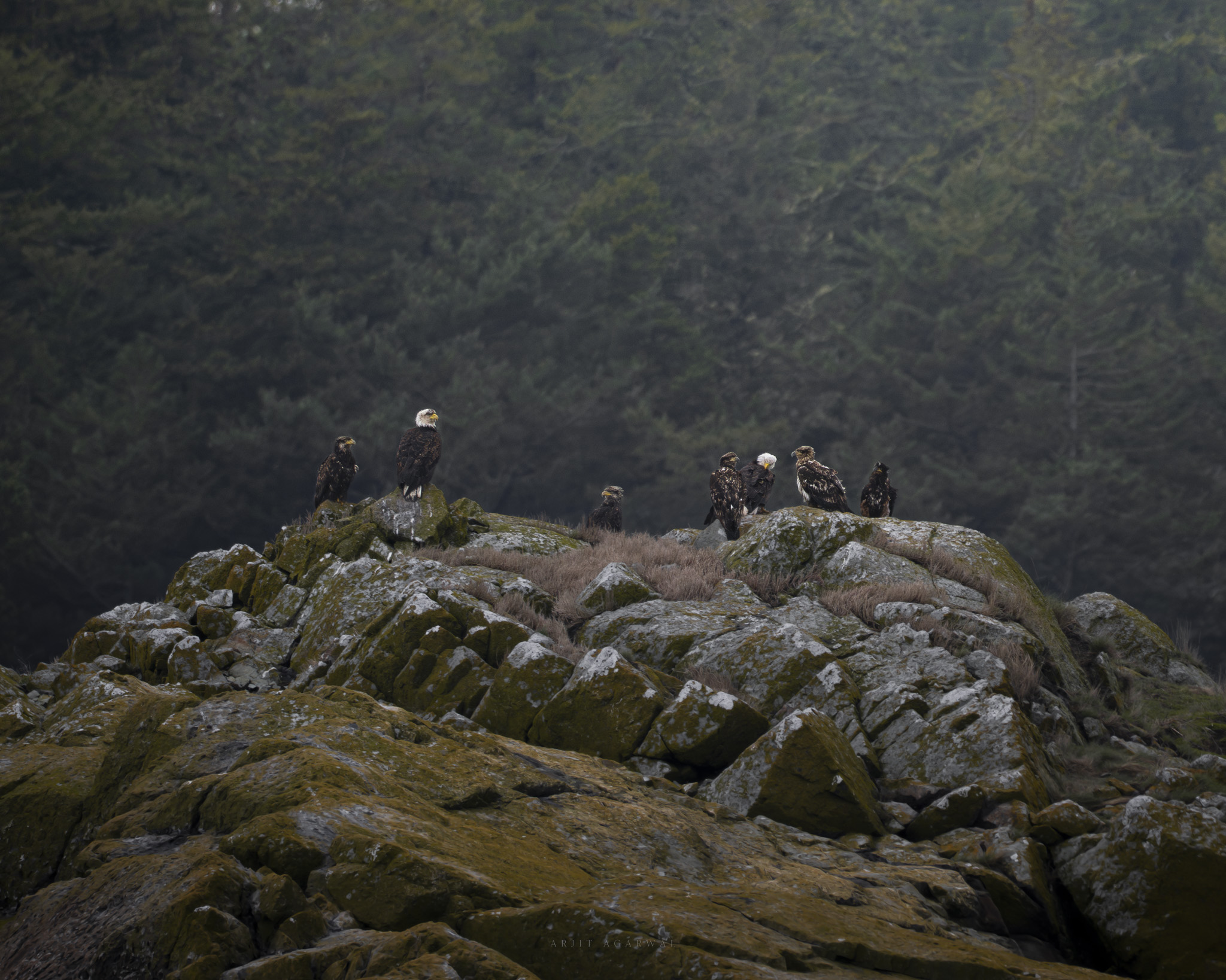 A gathering of bald eagles, adults and juveniles, perched on a moss-covered rocky outcrop before a misty conifer forest, Pacific Northwest
