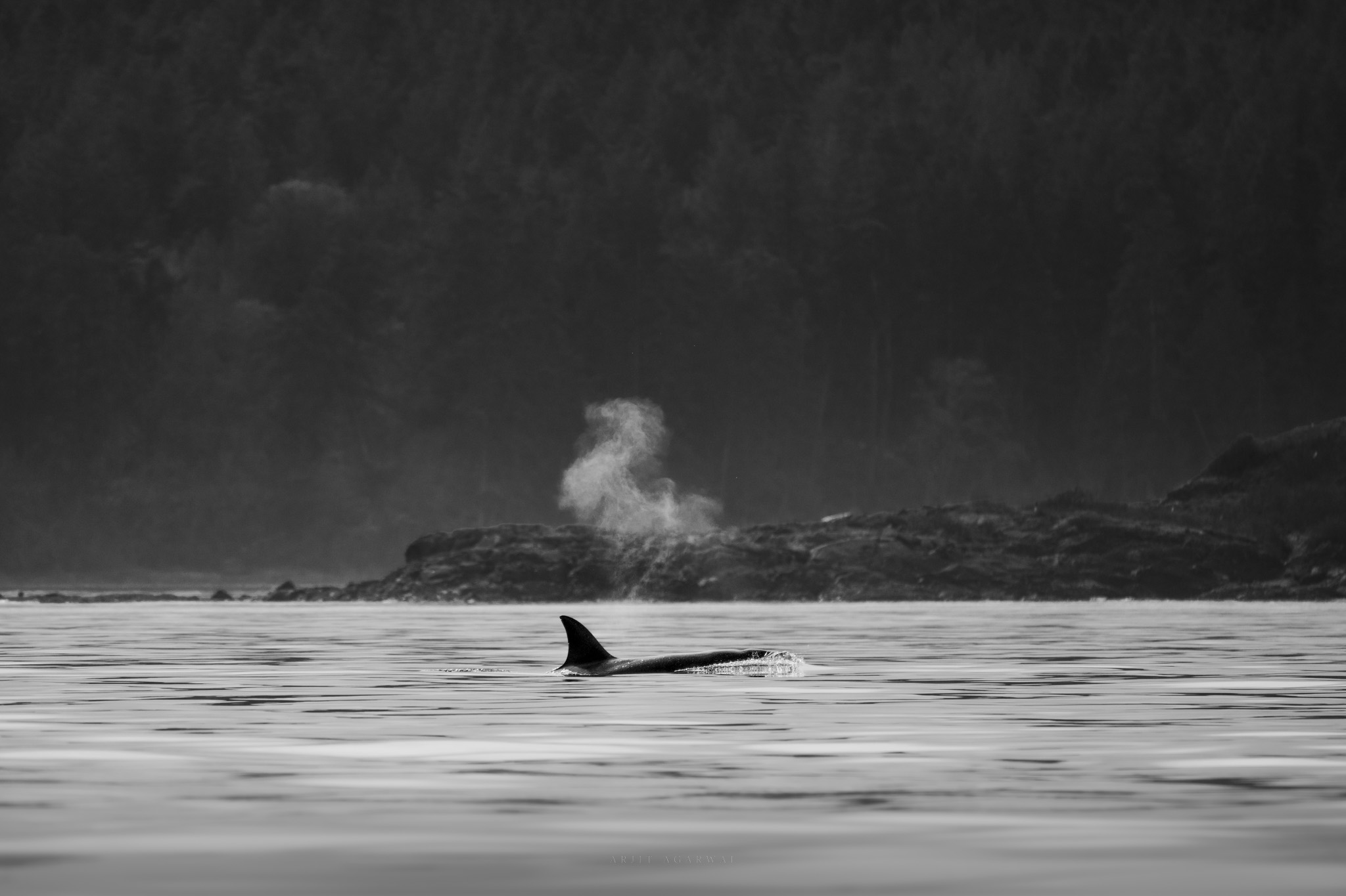 Black-and-white frame of a lone orca surfacing with its blow against a dark forested shoreline, Pacific Northwest