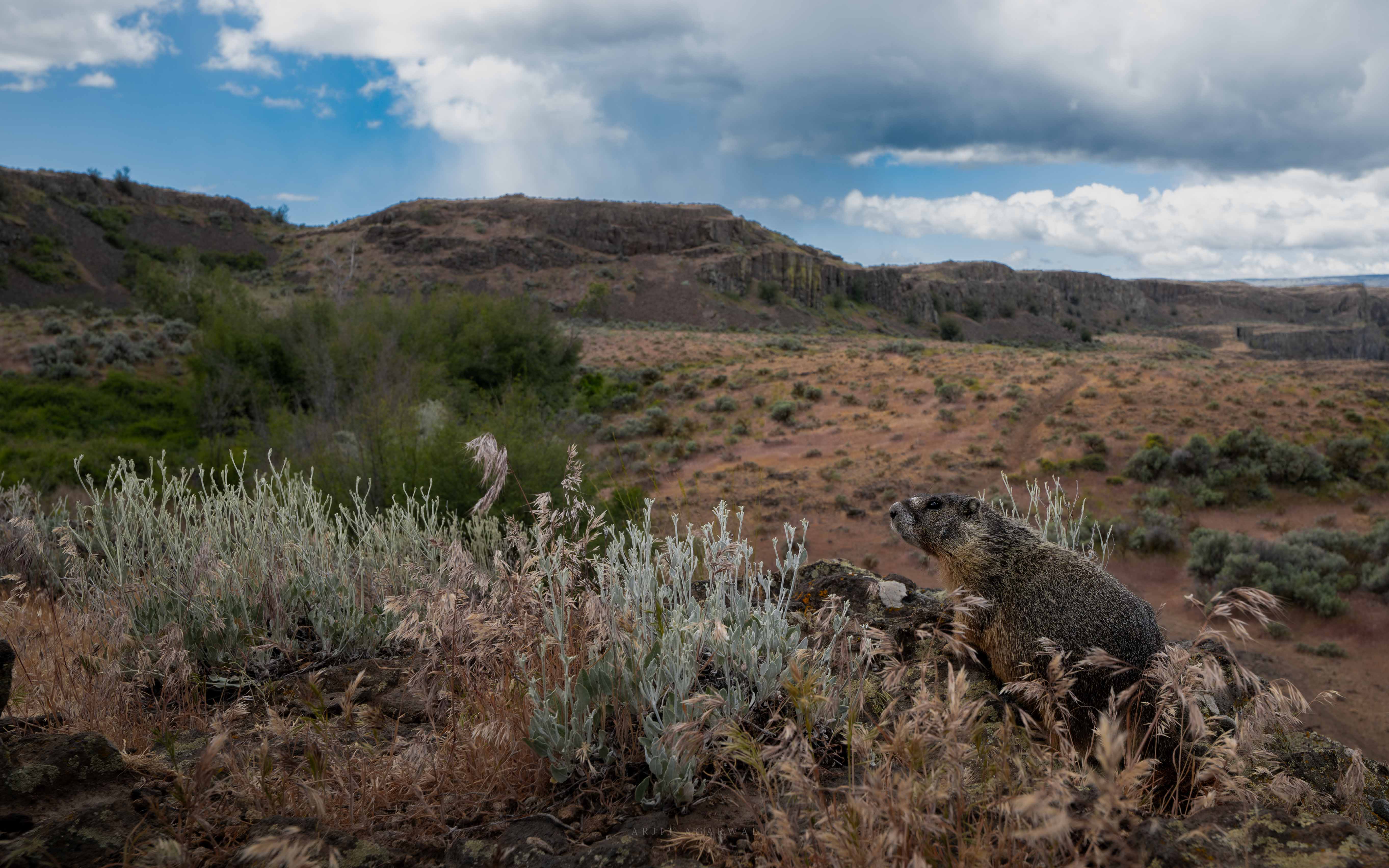 Yellow-bellied marmot on a rocky rim overlooking sagebrush shrub-steppe and basalt canyons under a stormy sky, Pacific Northwest