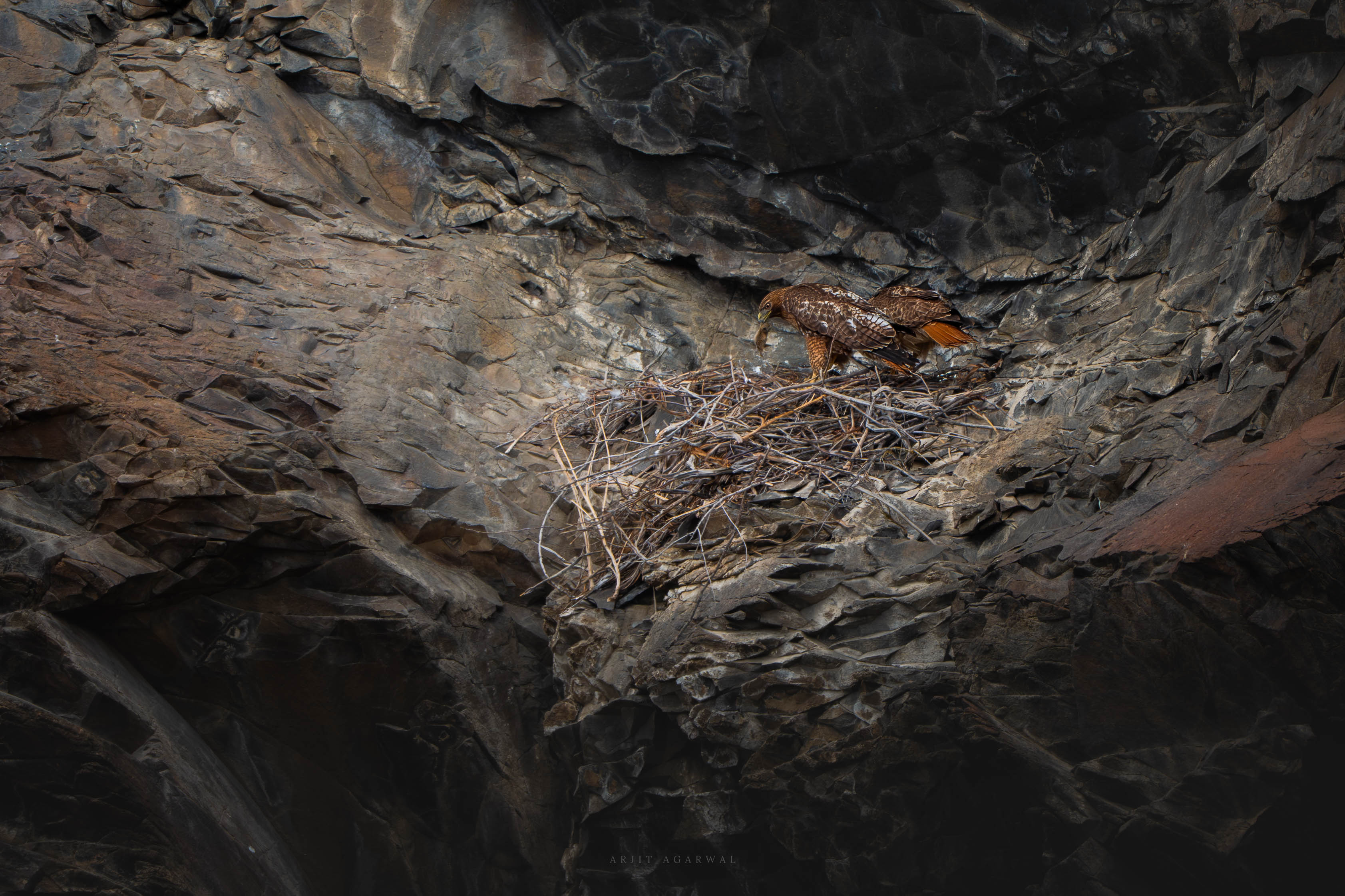 Red-tailed hawk standing at its stick nest on a dark basalt cliff ledge, Pacific Northwest