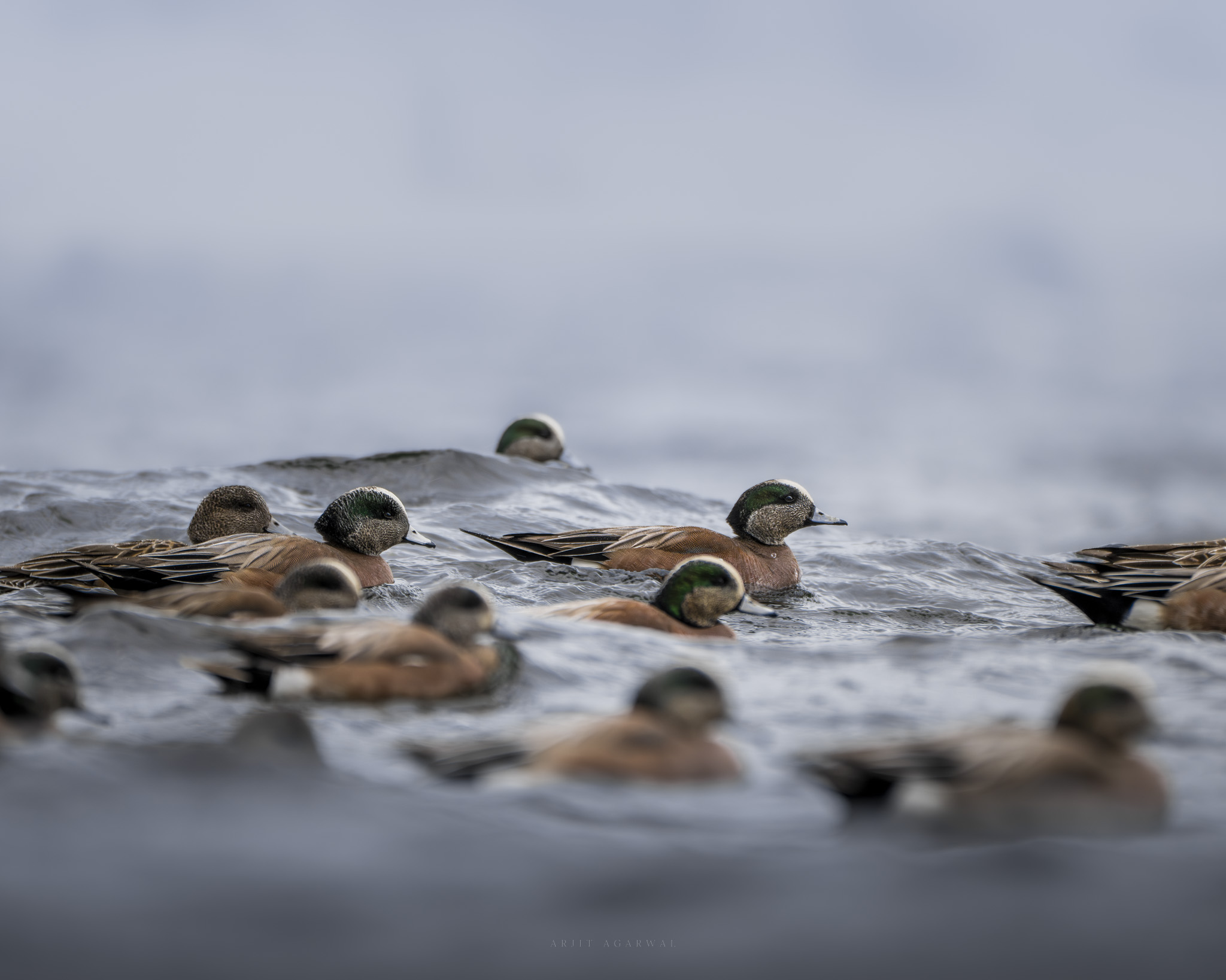 A raft of American wigeon drifting low on grey water, drakes showing green head stripes, Pacific Northwest