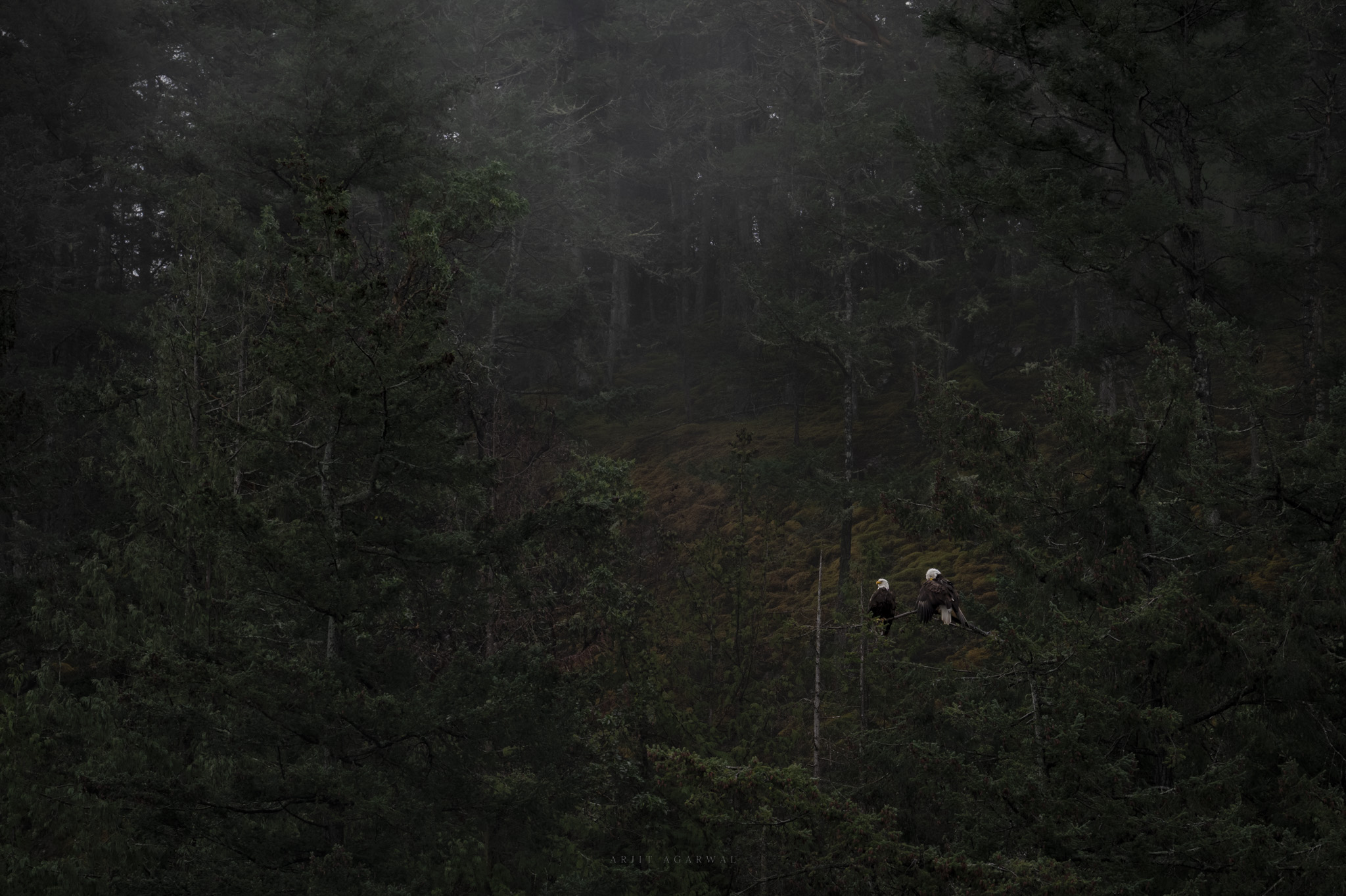 A pair of bald eagles perched together on a bare branch within a moody, fog-filled old-growth forest, Pacific Northwest