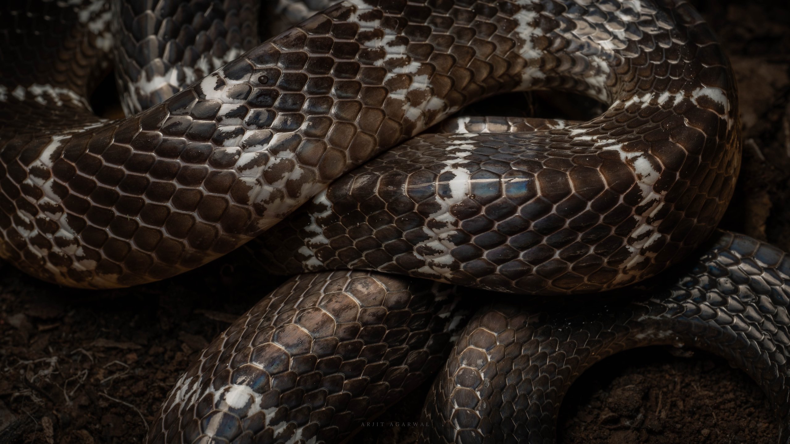 Coils — Western Ghats, India