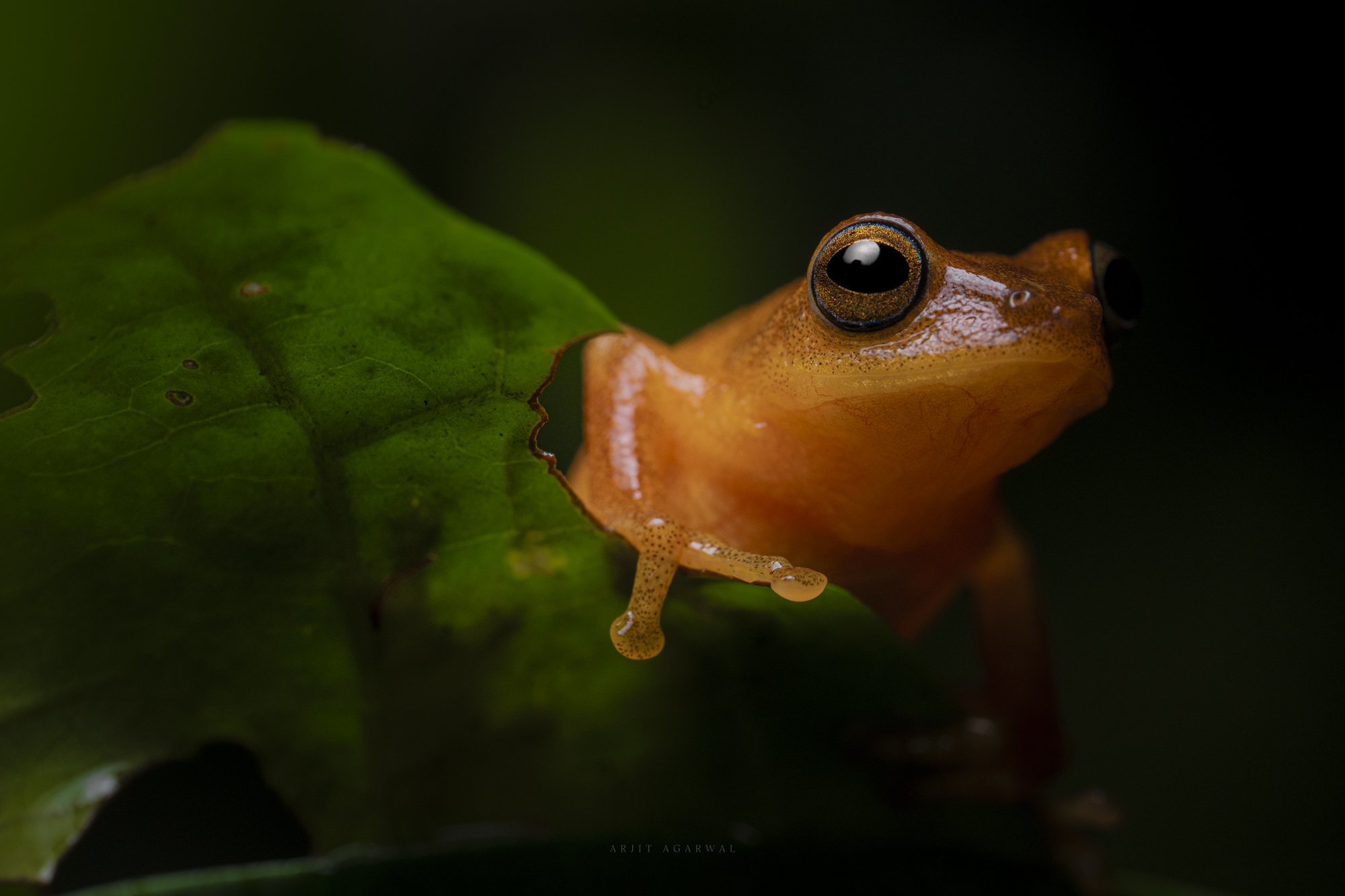 Ember — Western Ghats, India