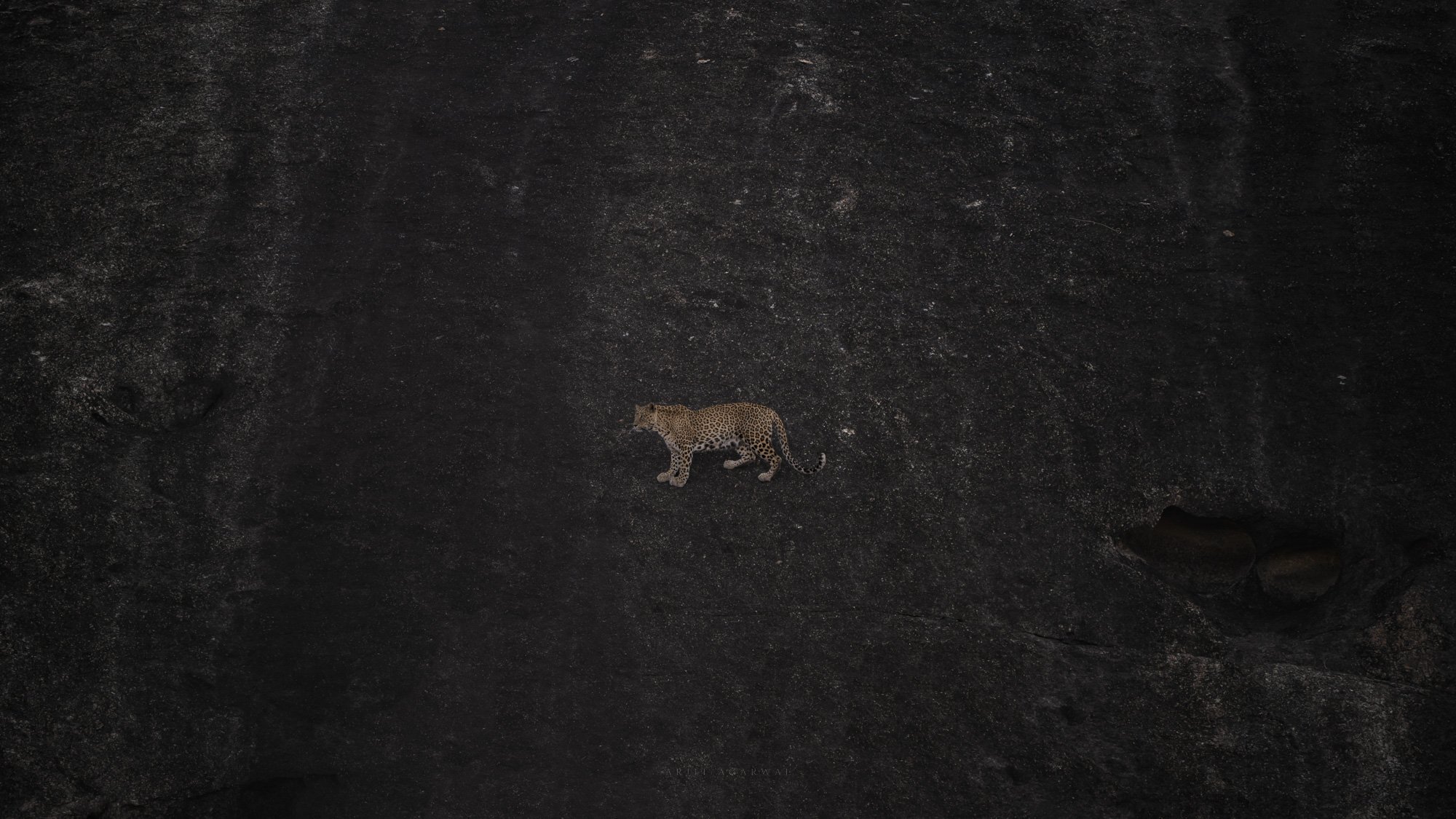Leopard on granite slab from above, Jawai Hills, India