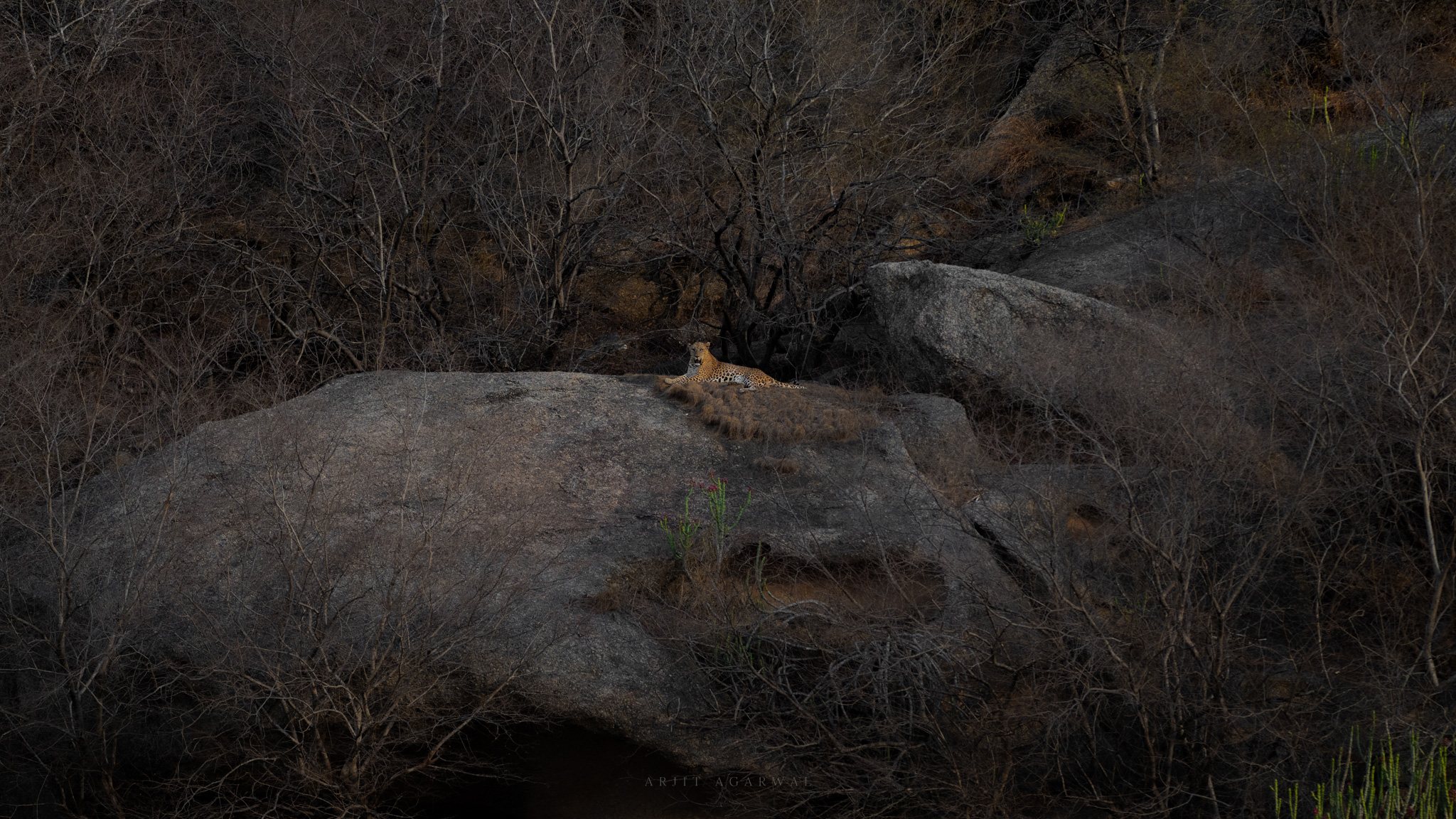 Leopard resting on a granite boulder among bare winter trees at dusk, Jawai Hills