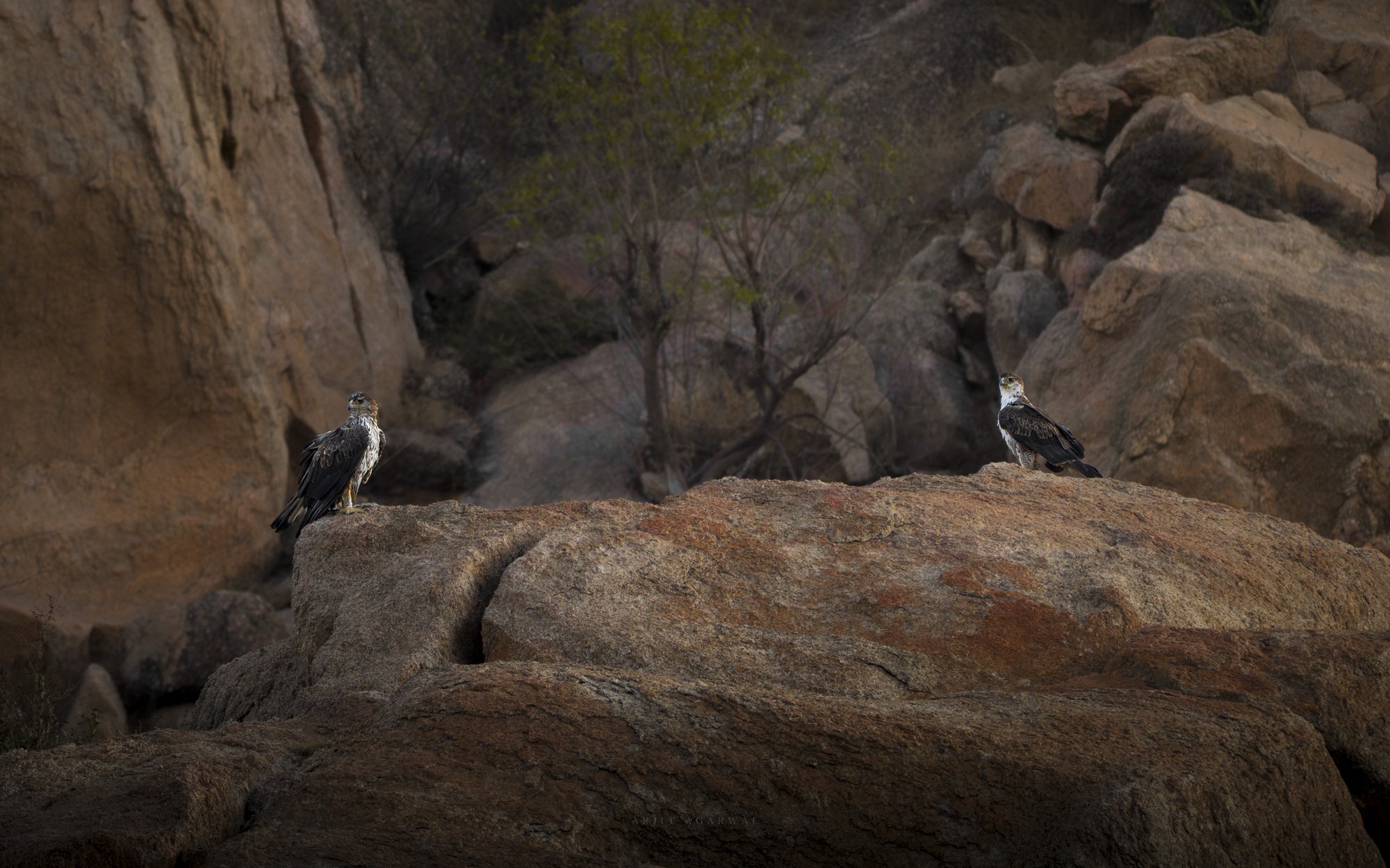Two hawks perched on boulders in granite canyon, Jawai Hills, India