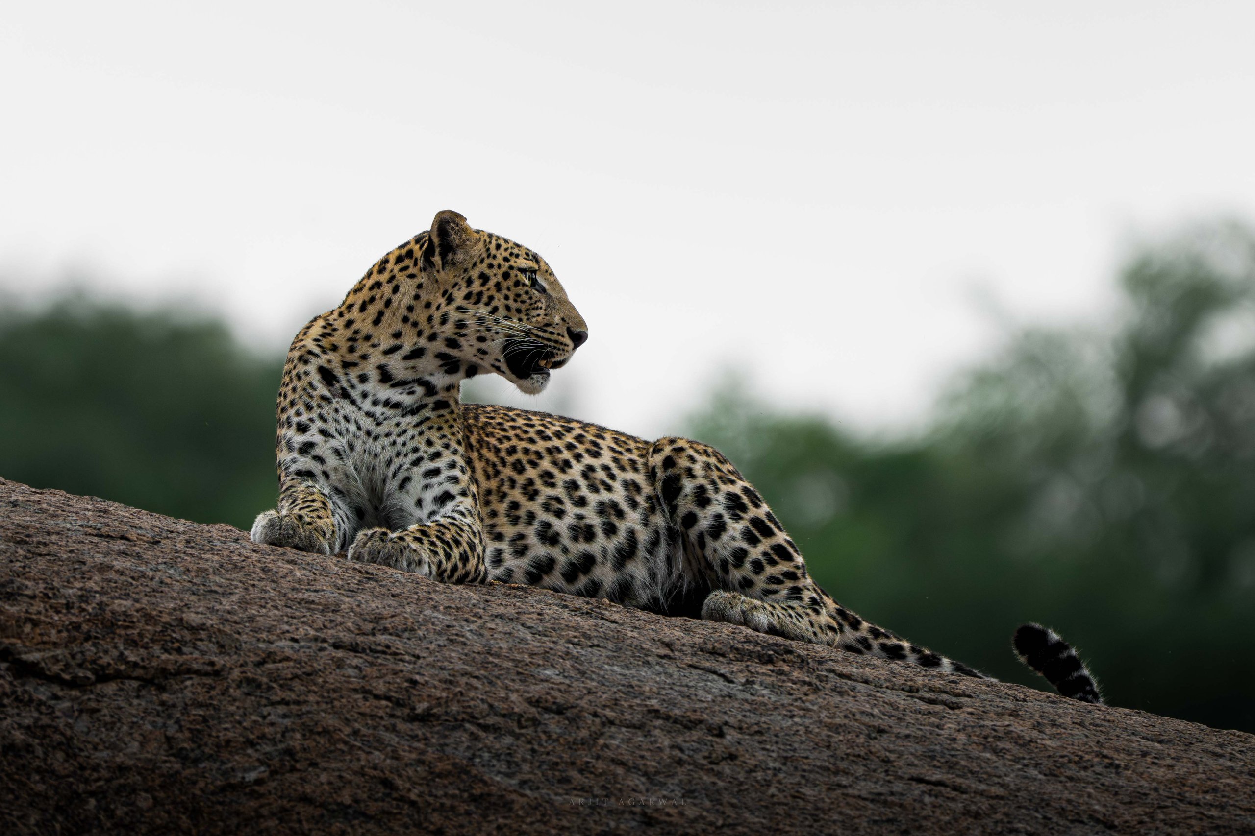 Leopard lounging on granite rock, Jawai Hills, India