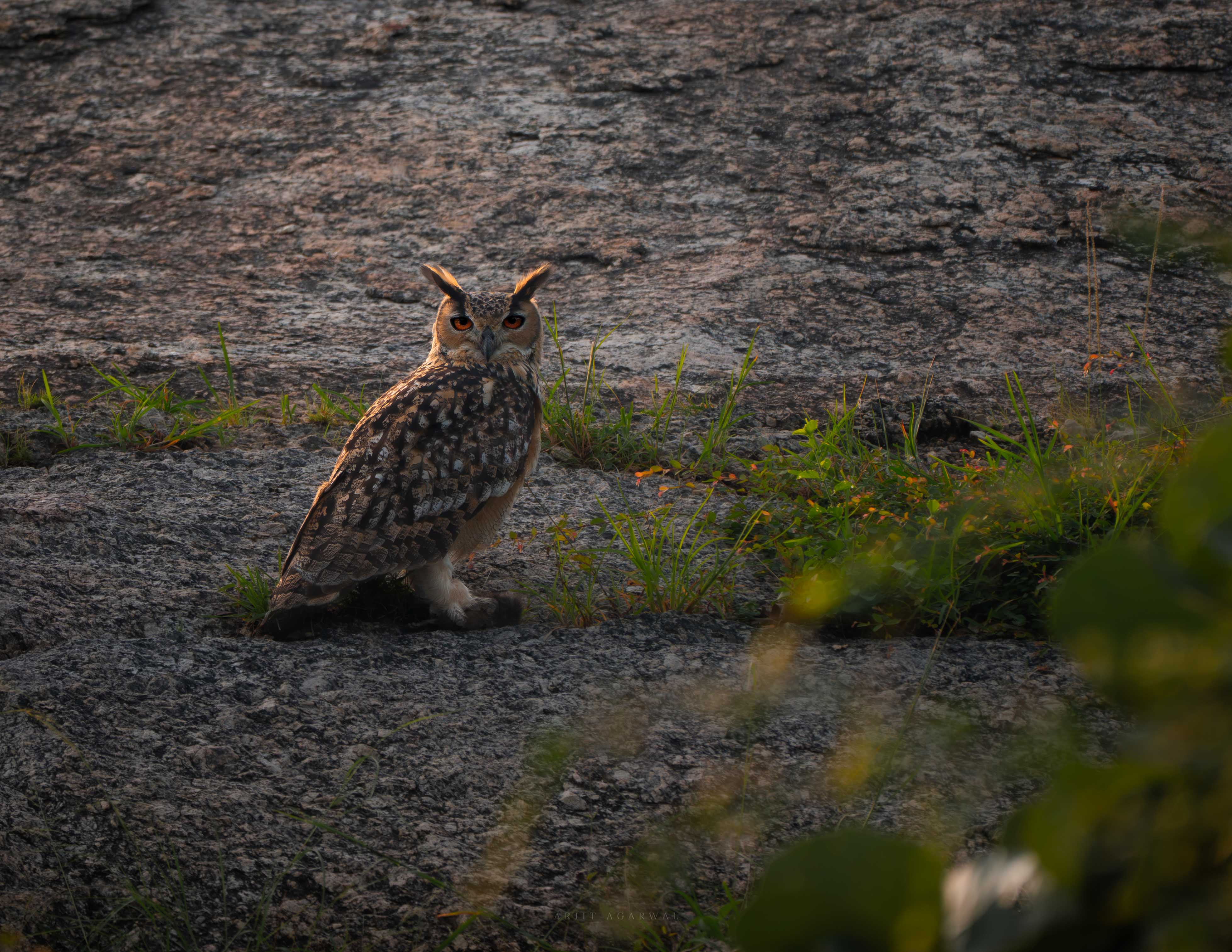 Eagle owl on rocky ground at dusk, Jawai Hills, India