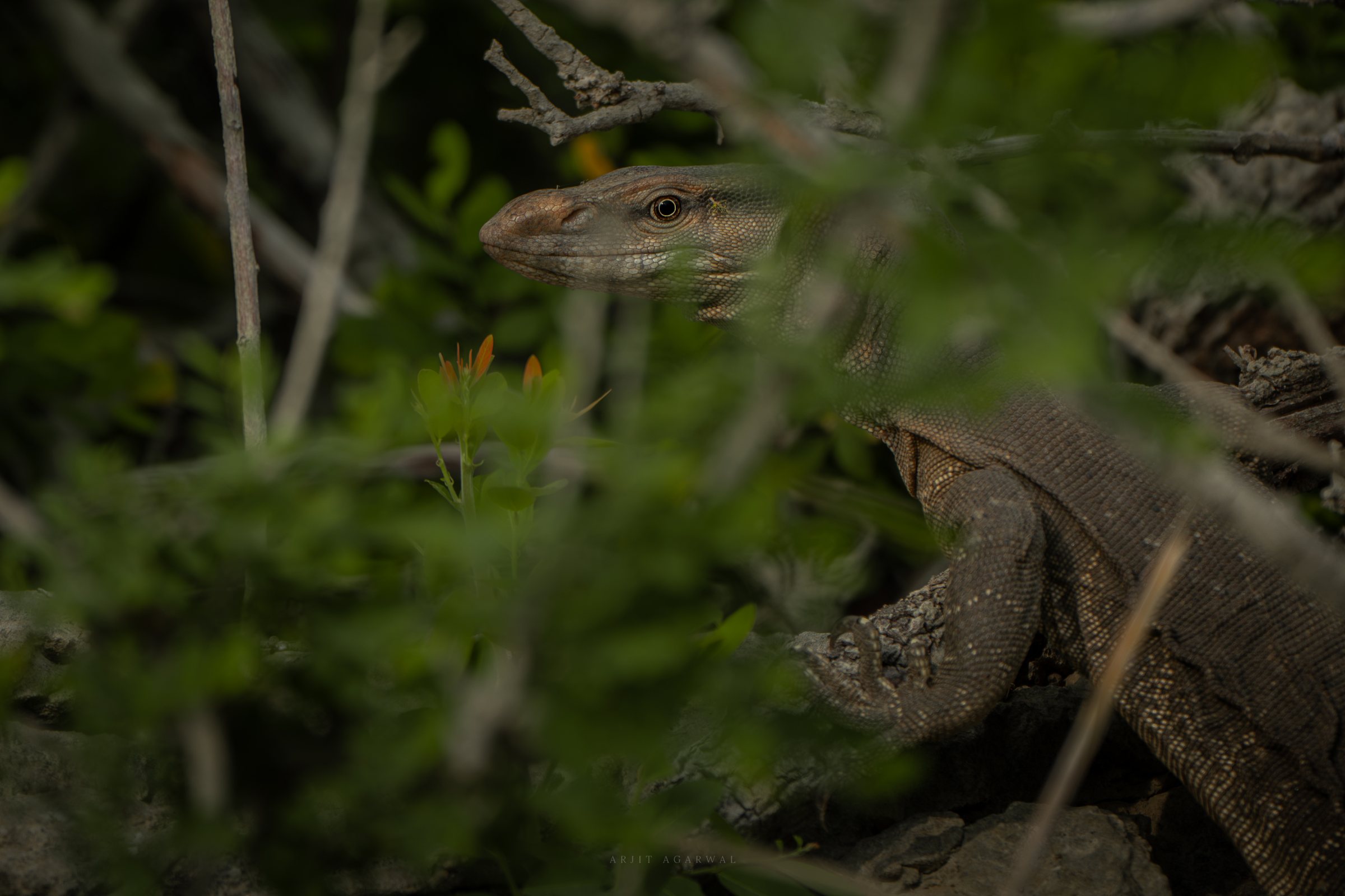 Bengal monitor lizard peering through green foliage, Jawai Hills