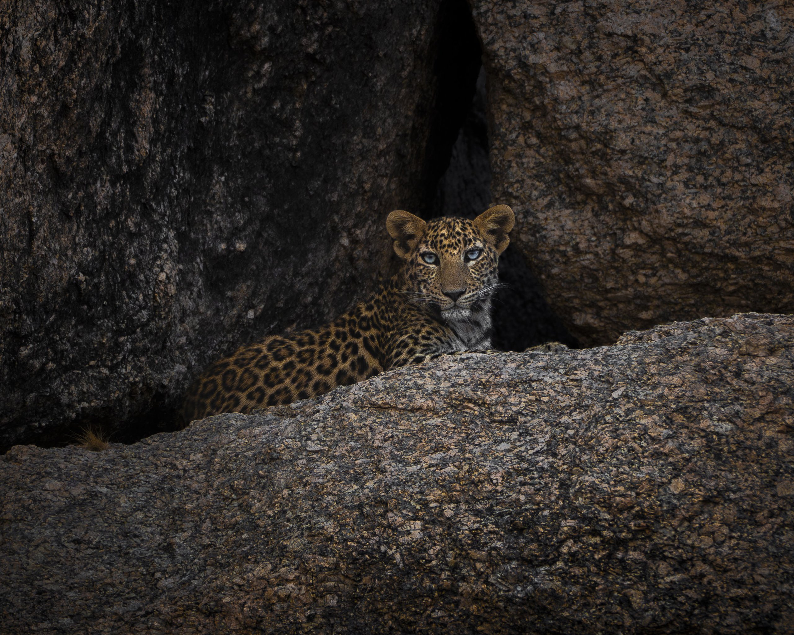 Leopard cub peering out from between granite boulders, Jawai Hills, India
